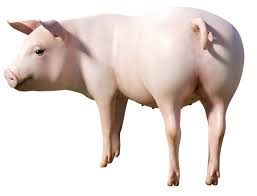 [1-000-000] Live Pigs - Cerdo Vivo